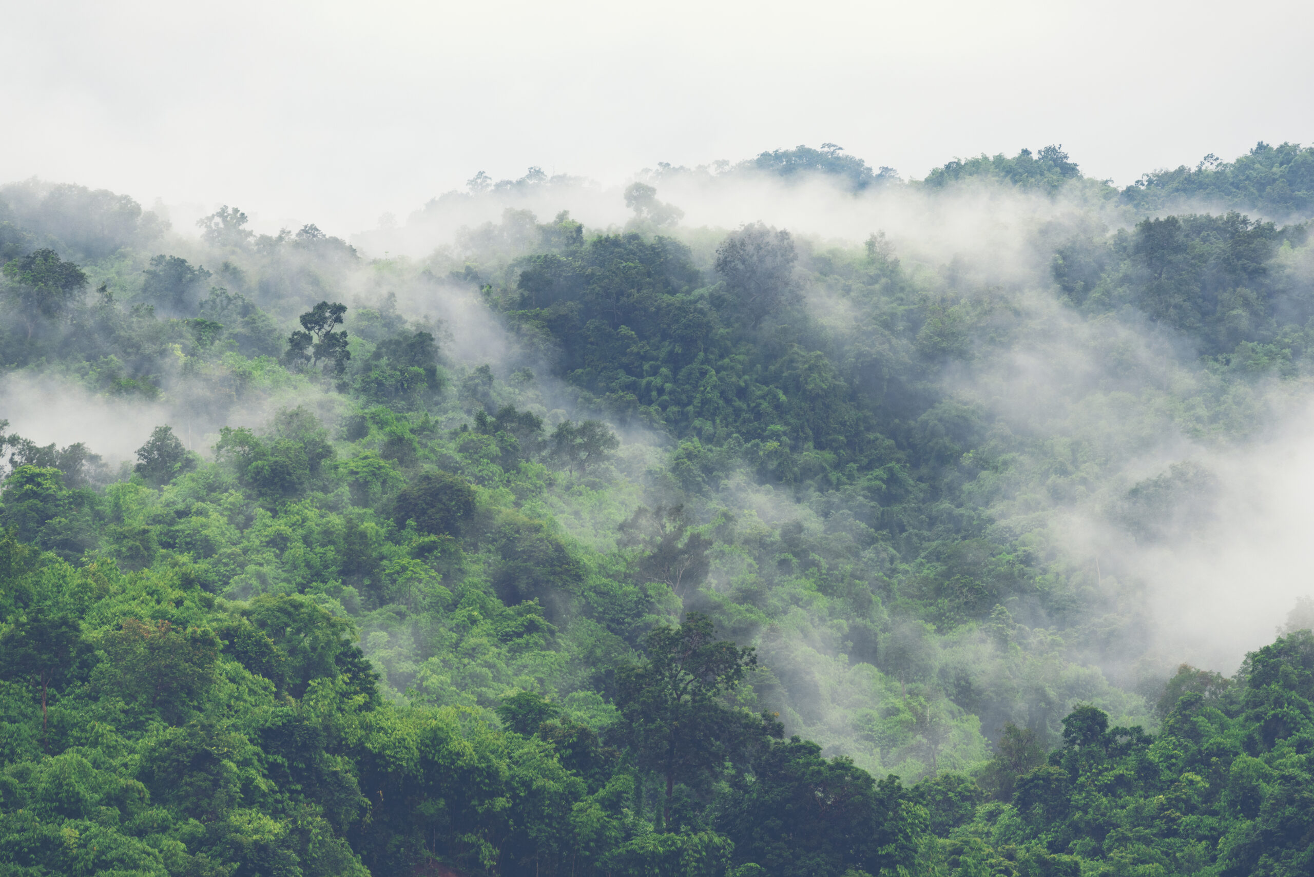 Pemantauan Perubahan Hutan