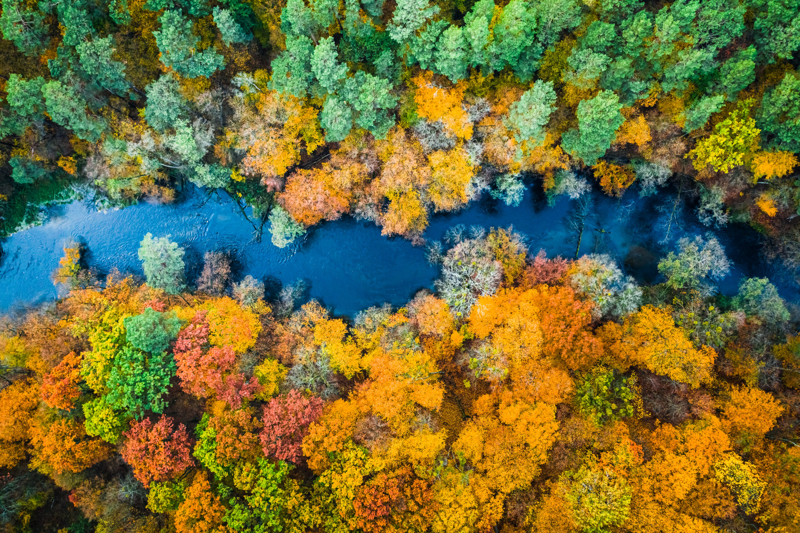 forest autumn